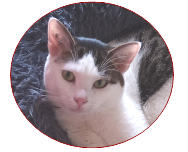chats – apprentissage de la propreté